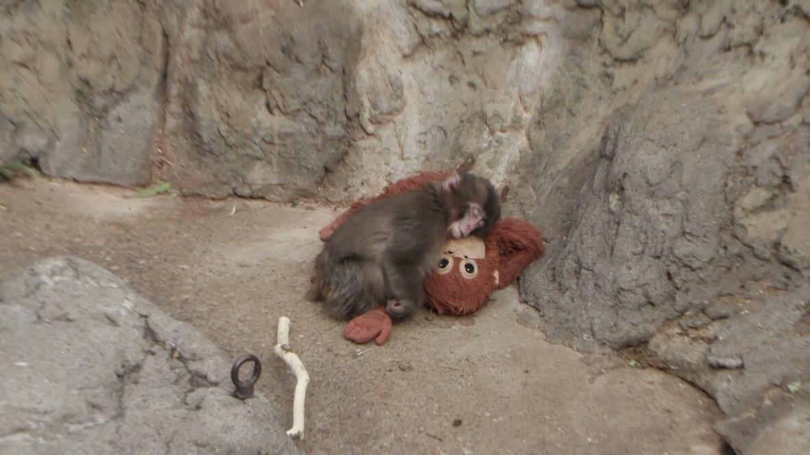 PUNCH SI MONYET - Tangkap layar Viory 21 Februari 2026, memperlihatkan Punch bermain dengan boneka mainannya di Kebun Binatang Ichikawa, Chiba, Jepang. Punch adalah bayi monyet makaka Jepang yang ditinggalkan induknya dan menjadi perhatian dunia.