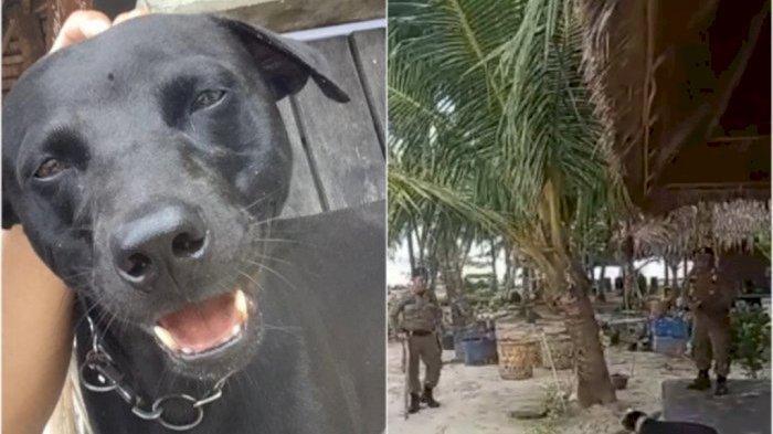 anjing-956.jpg