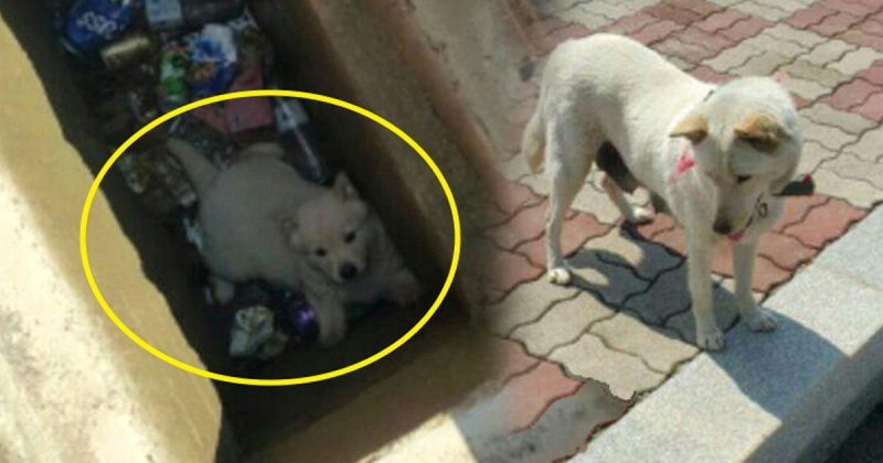 anjing-mengikuti-pria-di-taman_20180110_172347.jpg