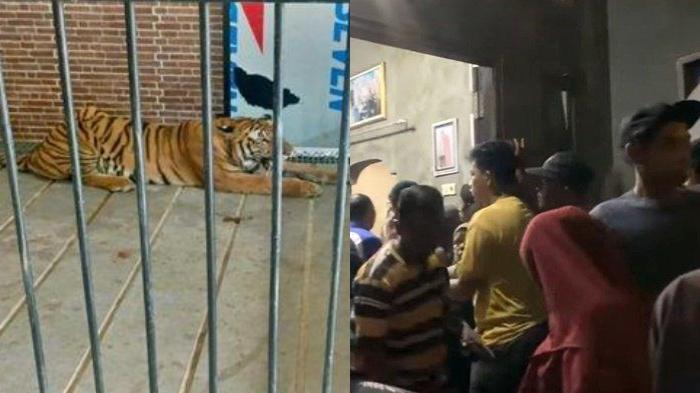 art-di-samarinda-tewas-diterkam-harimau-2111.jpg