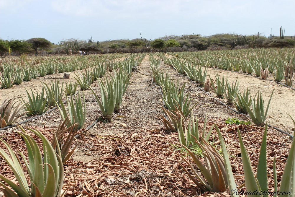 Taman Lidah Buaya dari Kepulauan Karibia Ini Mampu Pudarkan Bekas Luka