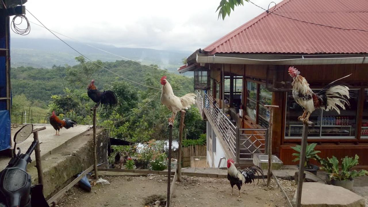 Ayam Kokok Bertingkat Khas Solok, Harganya Jutaan Rupiah