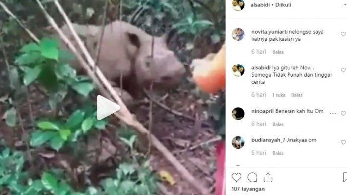 Video Badak Kalimantan Bermain di Habitat Aslinya, Sempat Dikira Punah dan Hanya Cerita Dayak