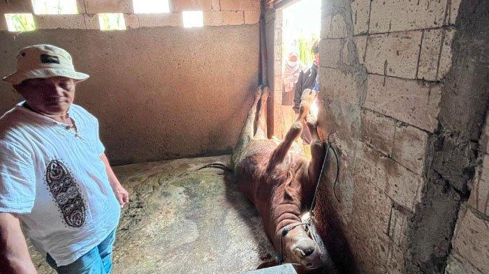 Puluhan Sapi Mati Mendadak Bikin Peternak Junrejo Kota Batu Resah, Rugi Ratusan Juta