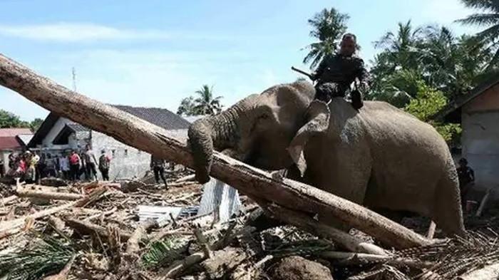 BKSDA Aceh Ungkap Kondisi Kesehatan 4 Gajah Jinak setelah Bantu Bersihkan Puing Sisa Banjir