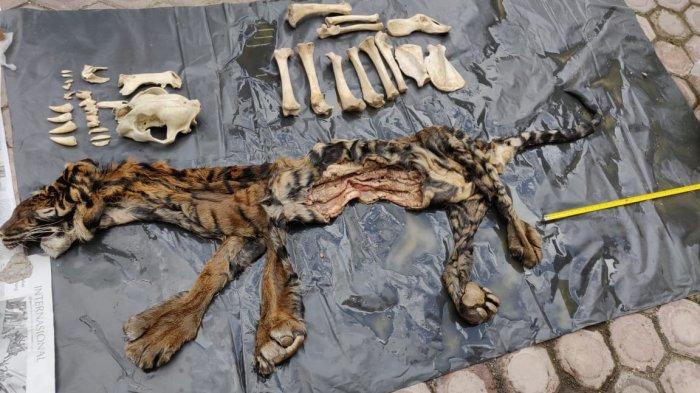 barang-bukti-kulit-tulang-taring-harimau-sumatera.jpg