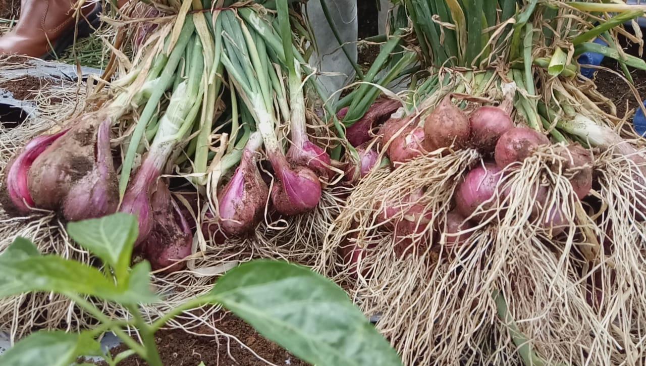 SS Sakato, Bawang Merah Super Besar Temuan Prof Sobir yang Bikin Petani Solok Gembira