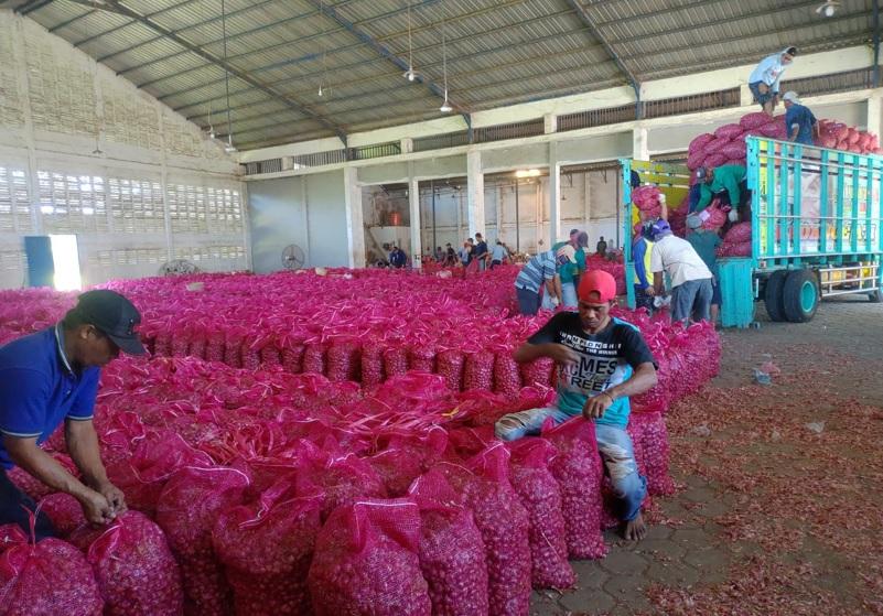 bawang-merah13.jpg