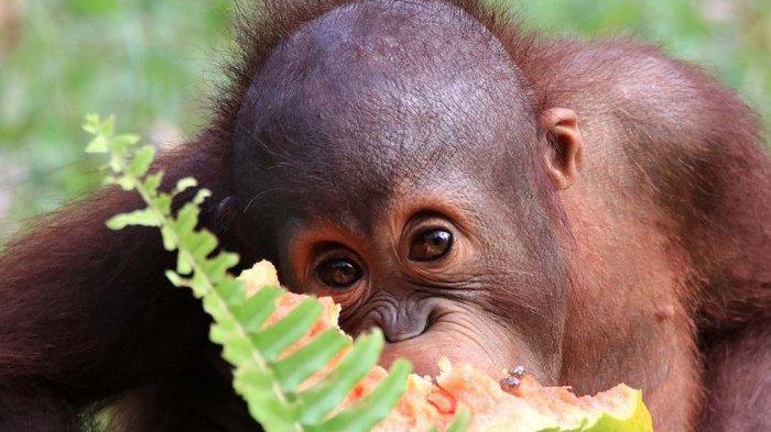 bayi-orangutan-yang-dirawat-di-samboja-lestari.jpg