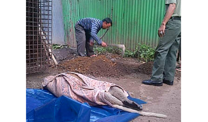 Dalam Satu Bulan Dua Bekantan Mati Ditabrak Kendaraan