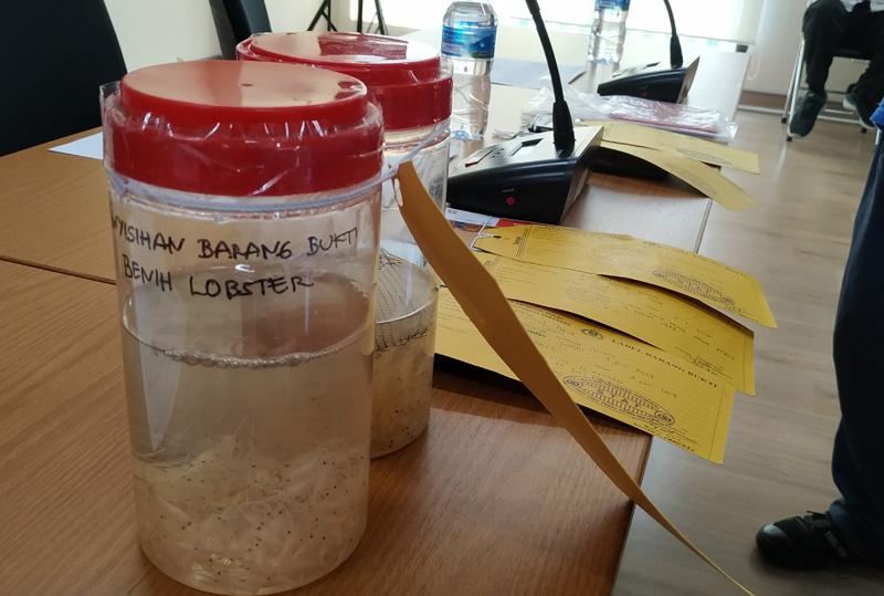 benih-lobster.jpg