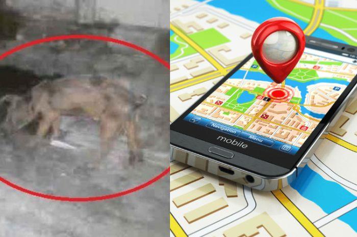 berkat-gps-isu-babi-ngepet-yang-gemparkan-warga-solo-terungkap.jpg