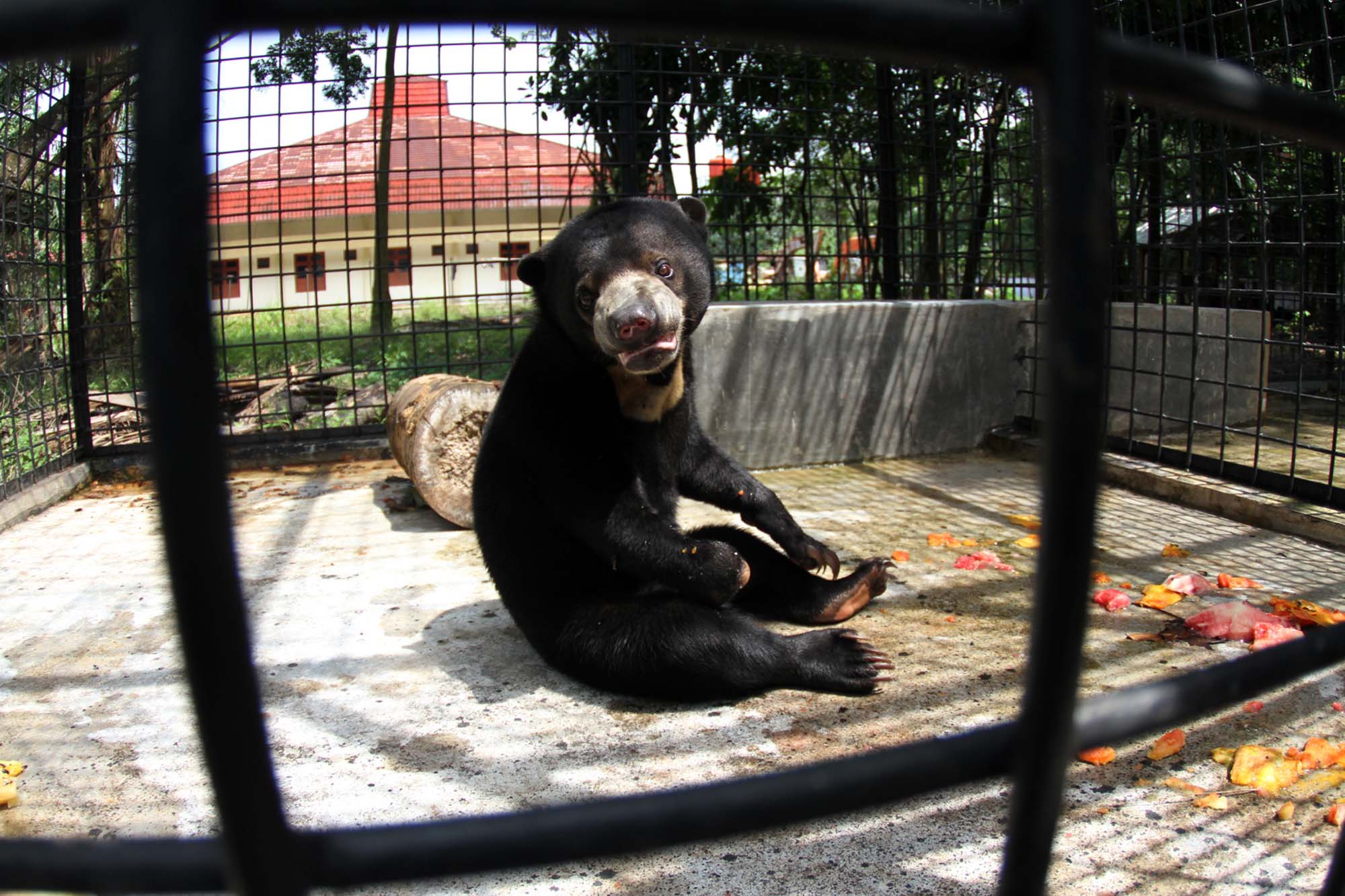 beruang-madu-kaki-buntung-diserahkan-ke-bbksda-riau_20180126_154106.jpg