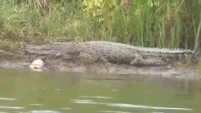 buaya-muara2233323.jpg