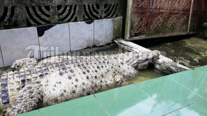 buaya-peliharaan-warga-sempur-kota-bogor_20171211_173347.jpg