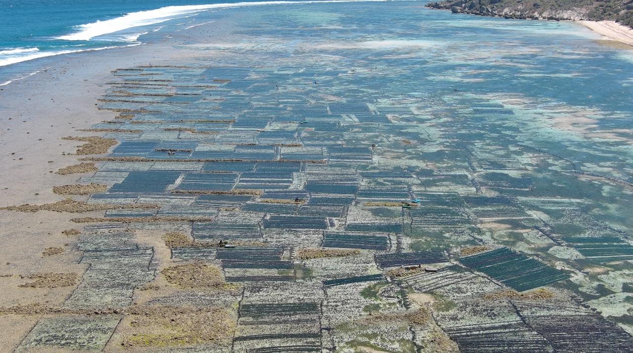 Tindak Lanjut Hilirisasi Arahan Jokowi, KKP Bangun Modeling Budi Daya Rumput Laut di NTT