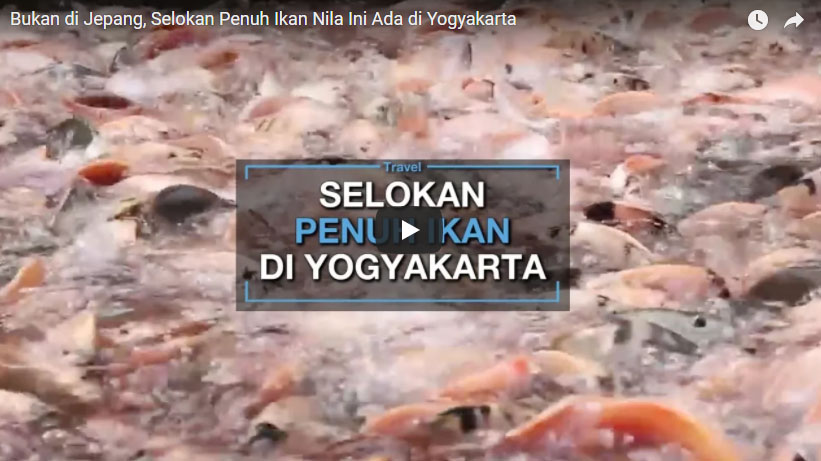 bukan-di-jepang-selokan-penuh-ikan-nila-ini-ada-di-yogyakarta_20180305_123227.jpg