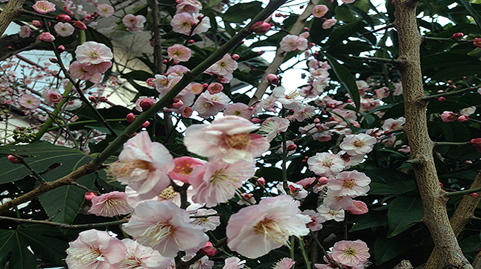bunga-ume-atau-aprikot-jepang_20160222_101229.jpg
