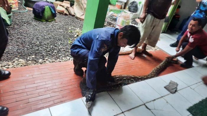 buruh-bangunan-hamoir-dipatok-ular-di-sukabumi.jpg