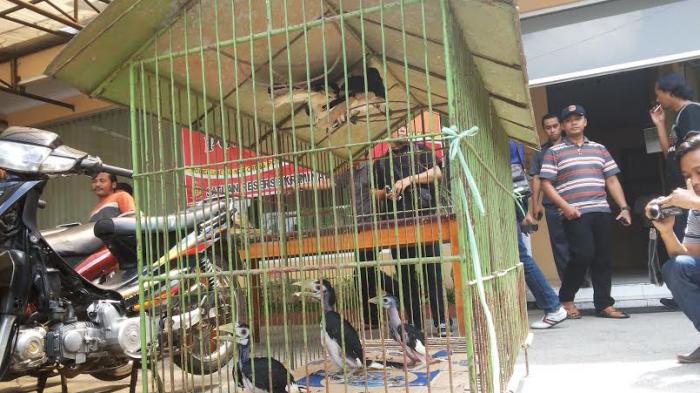 burung-dilindungi_20141125_160518.jpg