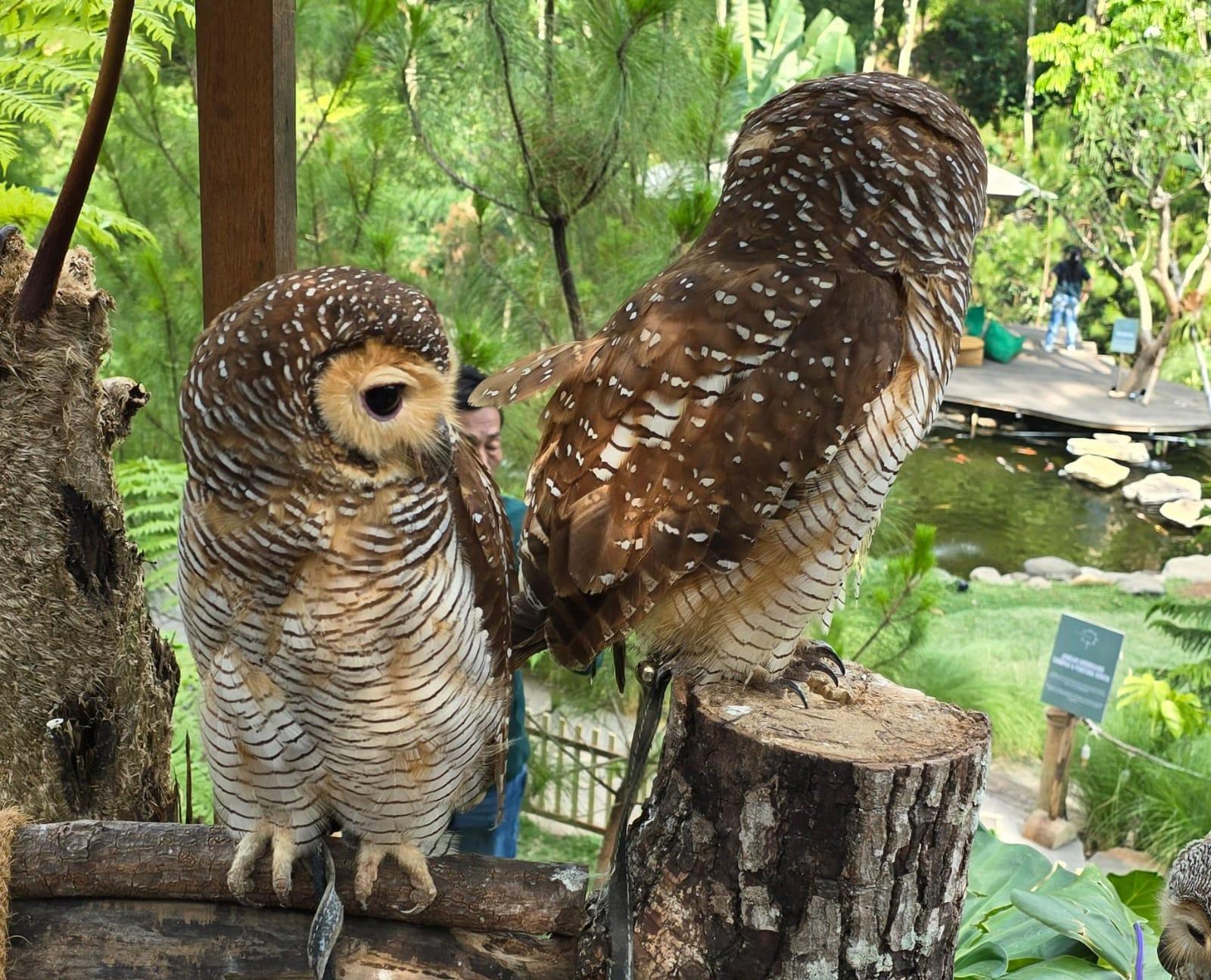 burung-hantu-di-bandung.jpg