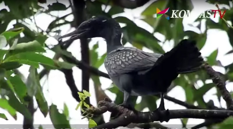 burung-pecuk-padi-hitam_20161129_165515.jpg
