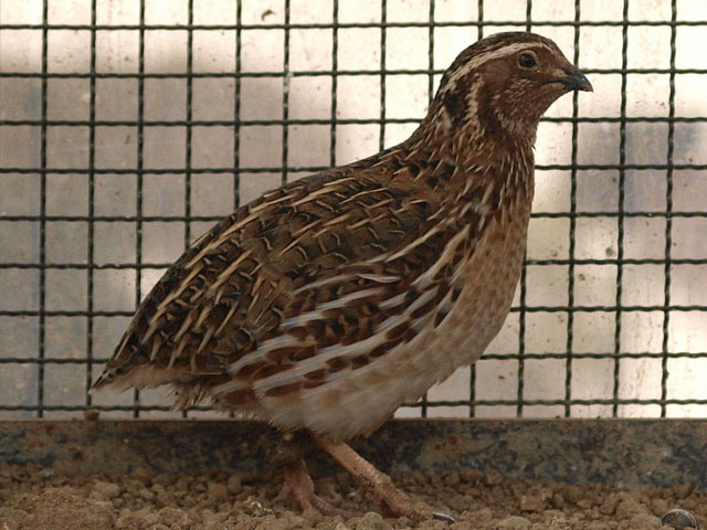 burung-puyuh_20150106_052902.jpg