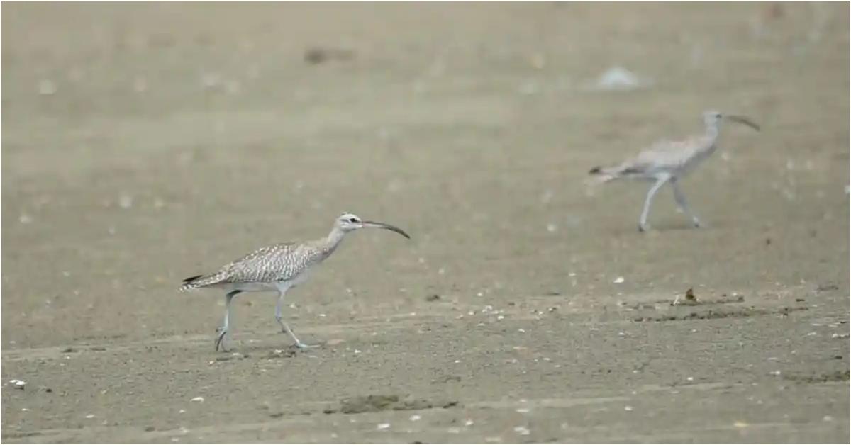 burung-rusia-di-Trenggalek.jpg