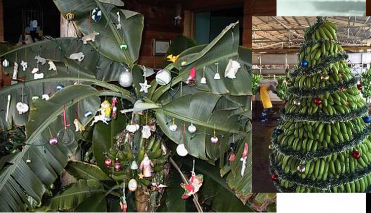 cemara-natal-pisang-india_20141225_202928.jpg