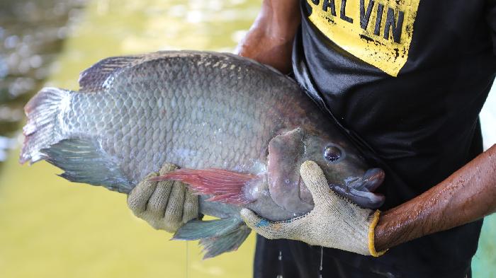 cover-kkp-budi-daya-ikan-nila.jpg