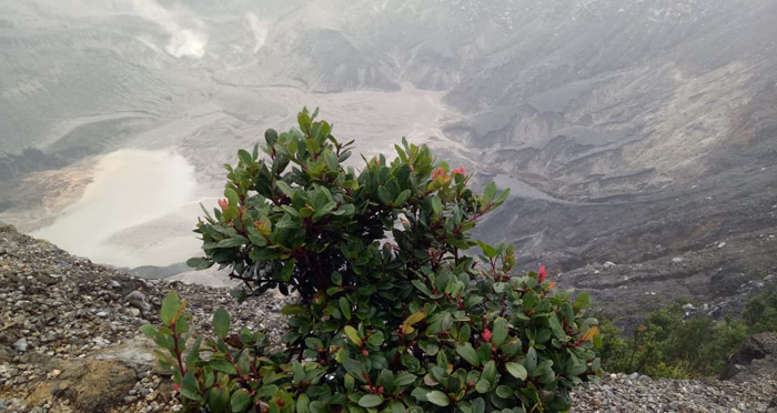 daun-manarasa_20180502_123201.jpg