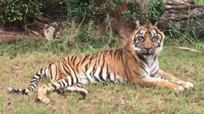 djelita-ii-harimau-sumatera_20180113_140344.jpg