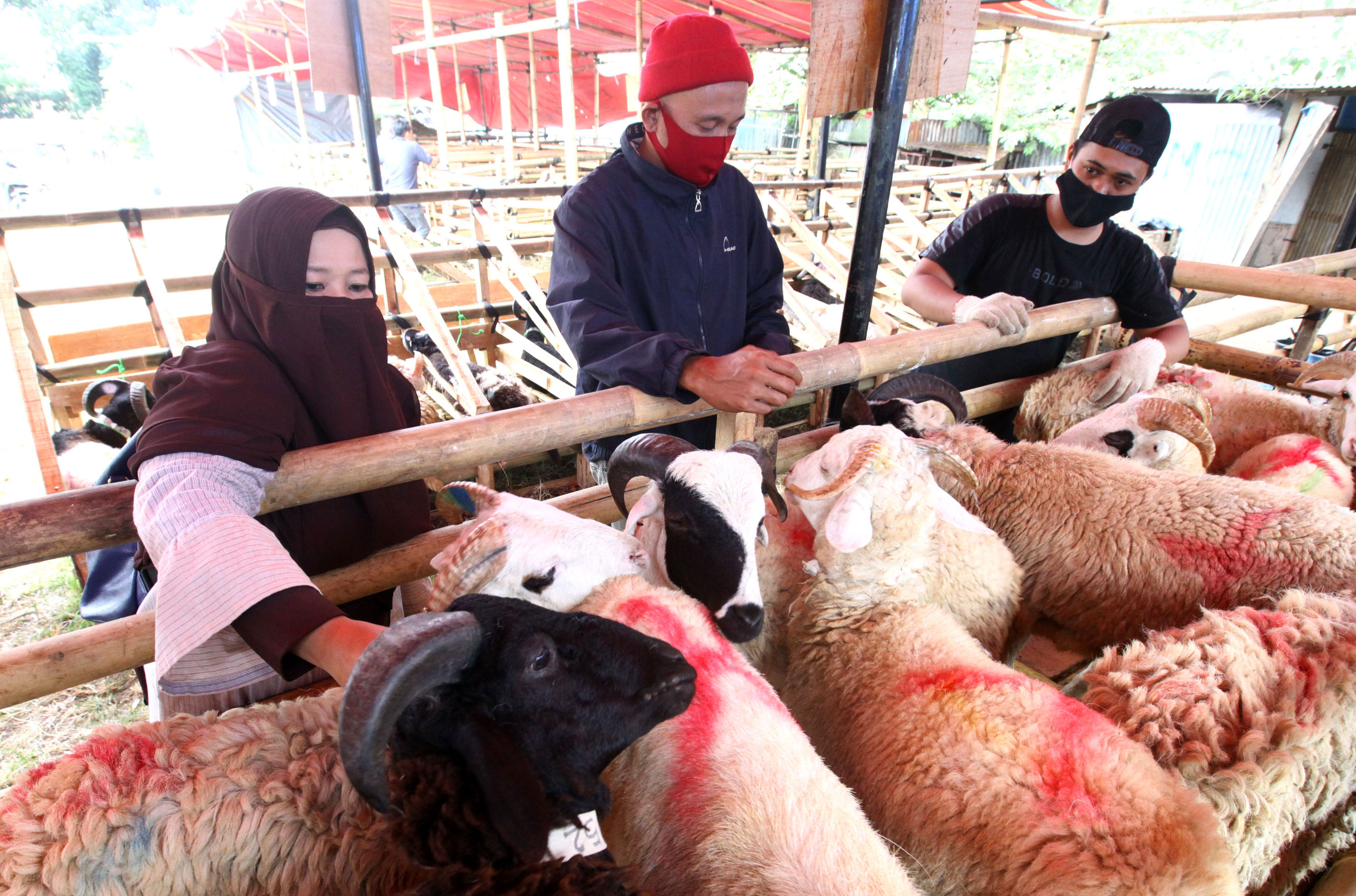 domba-kurban-di-kota-bandung-dijual-dengan-harga-rp-18-4-juta_20200716_182042.jpg