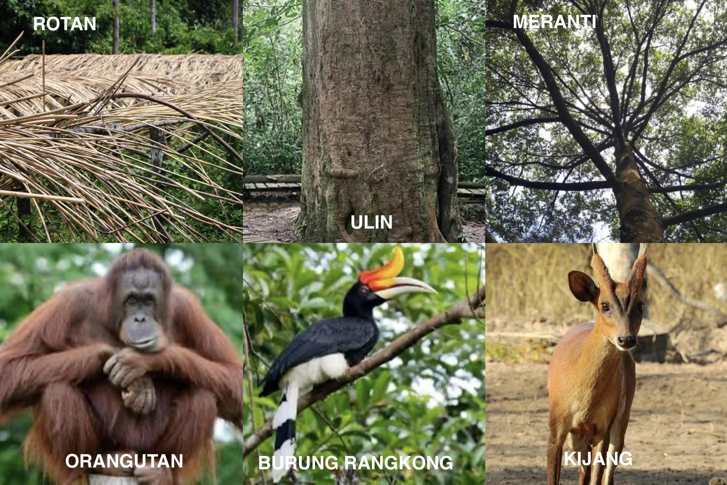 flora-fauna-hutan-adat.jpg