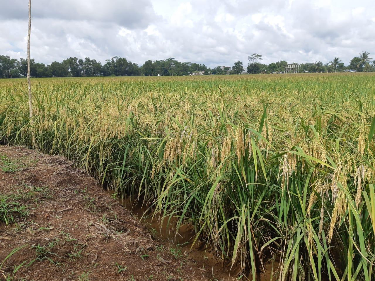 food-estate-kementan-0302.jpg