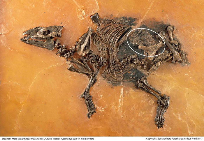 fosil-spesies-eurohippus_20151011_155305.jpg