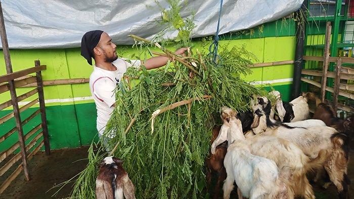 foto-ilustrasi-kambing_1.jpg