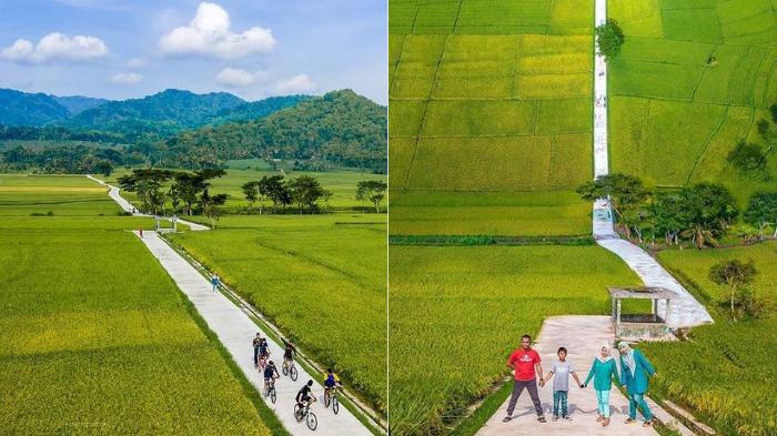 foto-sawah-nanggulan.jpg