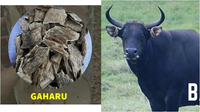 gaharu-dan-banteng-jawa-re.jpg
