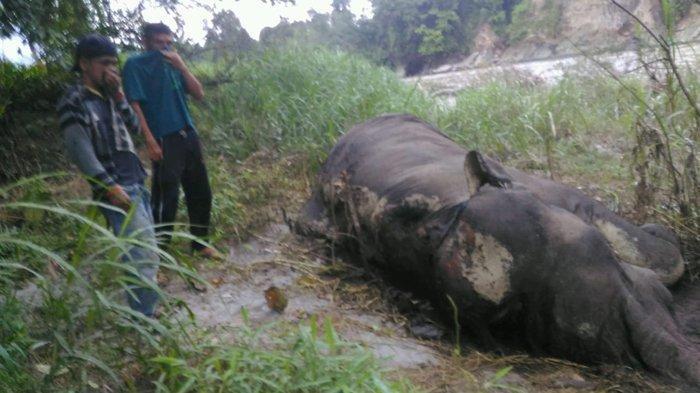 gajah-membusuk-di-bireuen.jpg
