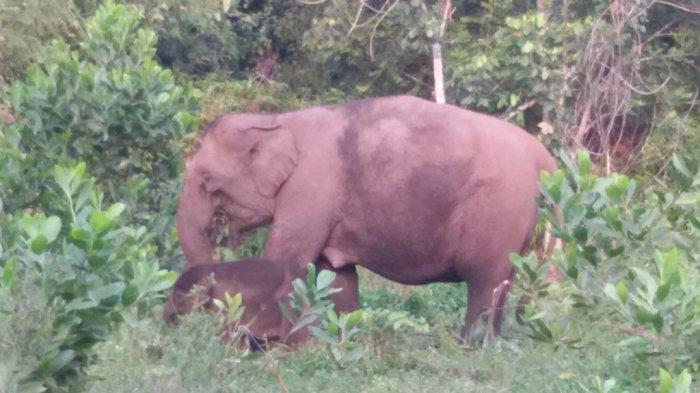 gajah-yang-masuk-ke-pemukiman.jpg