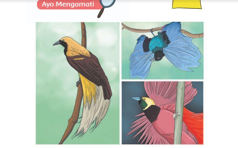 gambar-burung-cenderawasih-buku-tematik-halaman-47.jpg