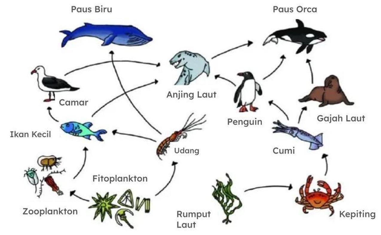 gambar sebuah ekosistem laut untuk soal TKA Biologi SMA kelas 12