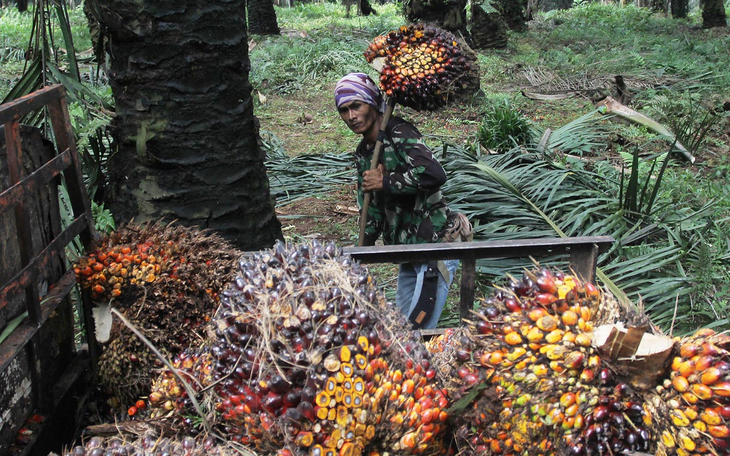 harga-tbs-kelapa-sawit-naik_20210917_200515.jpg