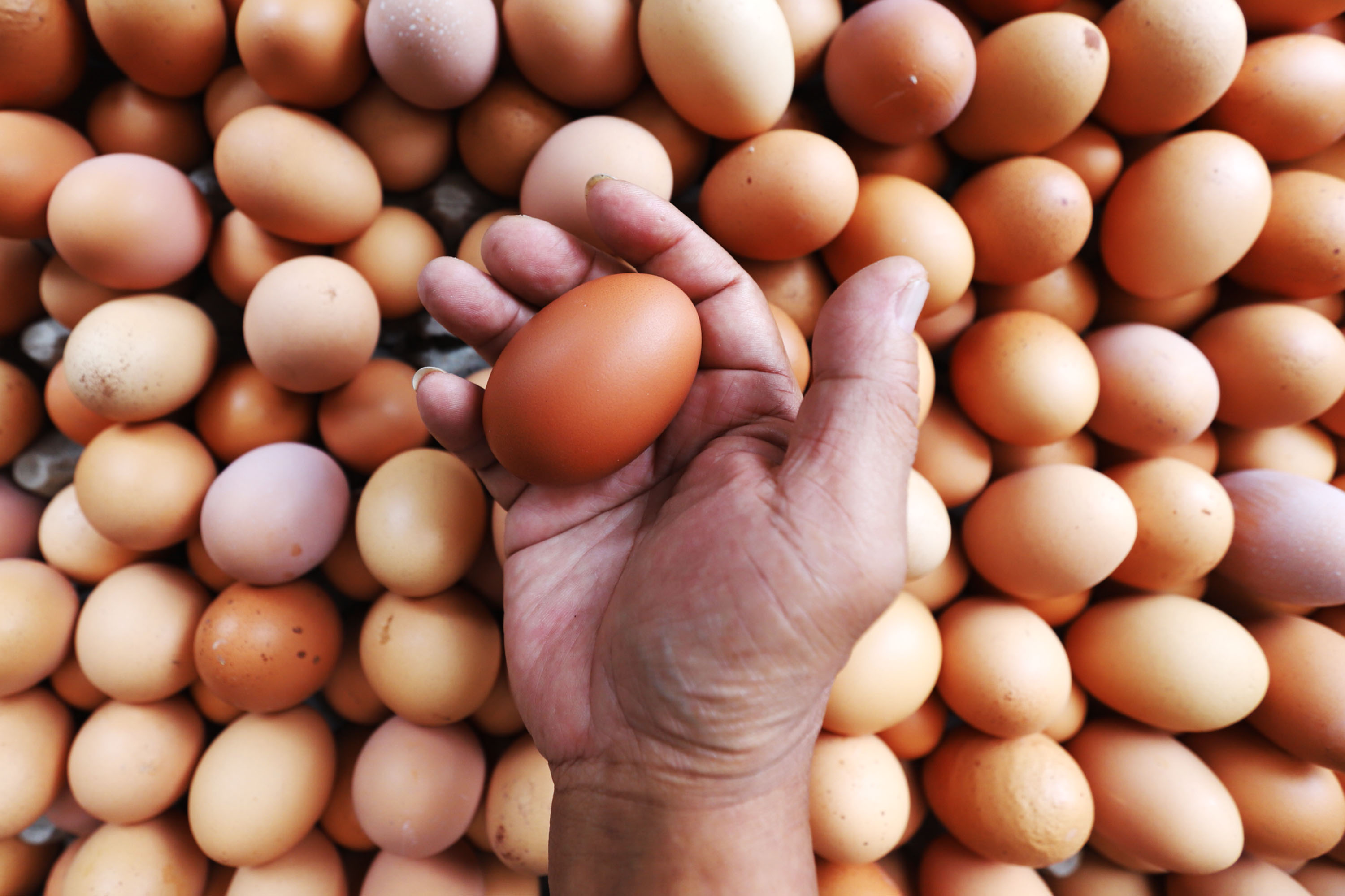 harga-telur-meroket-di-pasaran-jelang-pergantian-tahun_20211228_181134.jpg