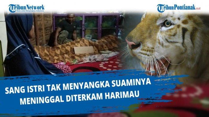 harimau-lepas-di-pontianak-25.jpg