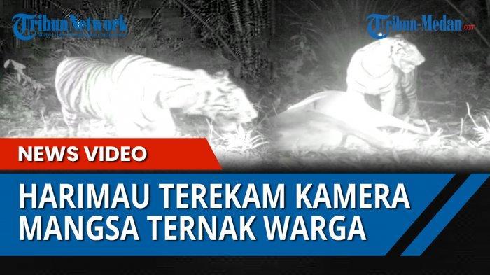 harimau-terkam1.jpg