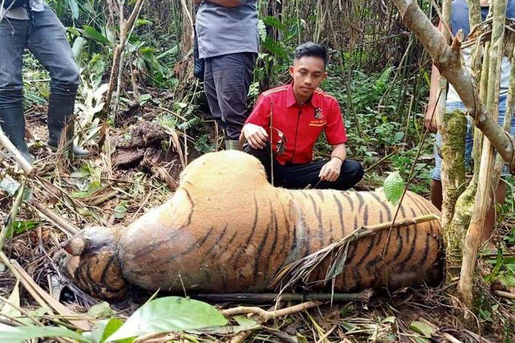 harimau1112344.jpg