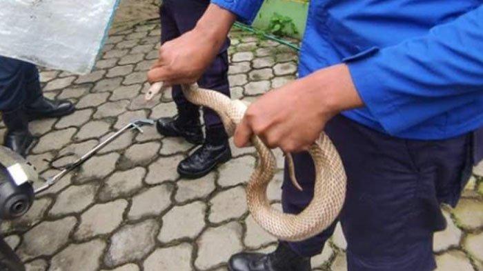 hendak-tangkap-ular-kobra-yang-mangsa-burung-love-bird-di-kandang.jpg