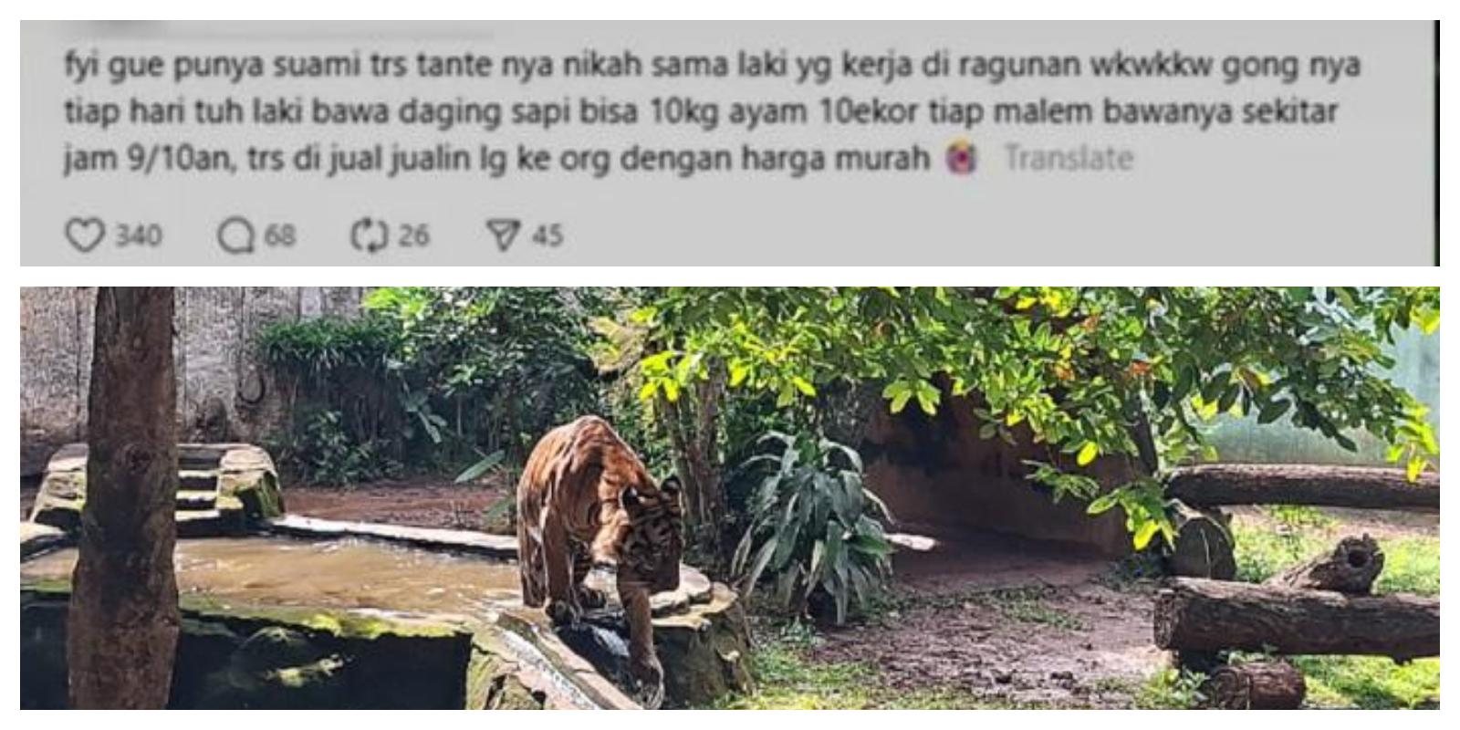 TMR Ragunan Bantah Isu Pakan Dibawa Pulang oleh Perawat Satwa, Pemilik Akun Threads Minta Maaf